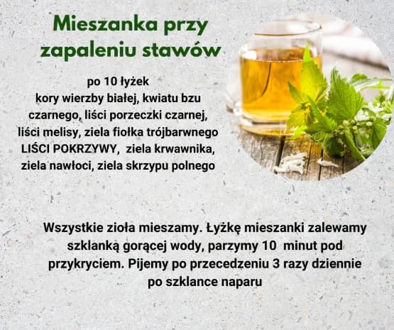 Pokrzywa - Właściwości zdrowotne i zastosowanie lecznicze herbacie