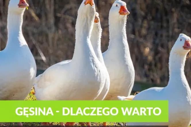 Wyjątkowe właściwości i korzyści gęsiego smalcu. Najzdrowsze tłuszcze!