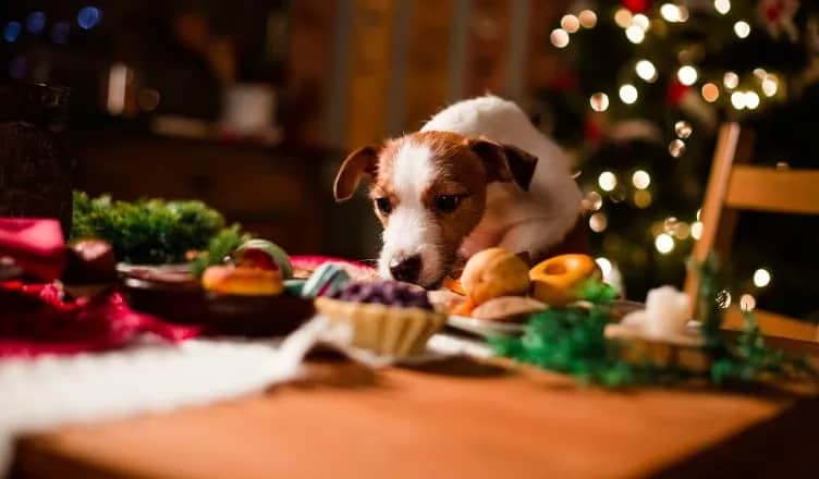 Boże narodzenie: potrawy świąteczne mogą być niebezpieczne dla psów i kotów